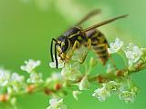 Yellow Jacket_50599